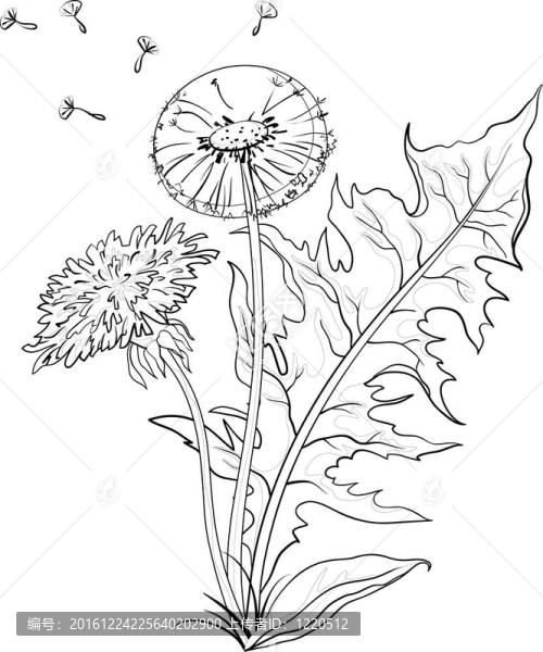 花與葉蒲公英；輪廓