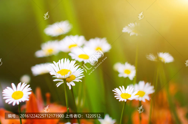 陽光明媚的camomiles