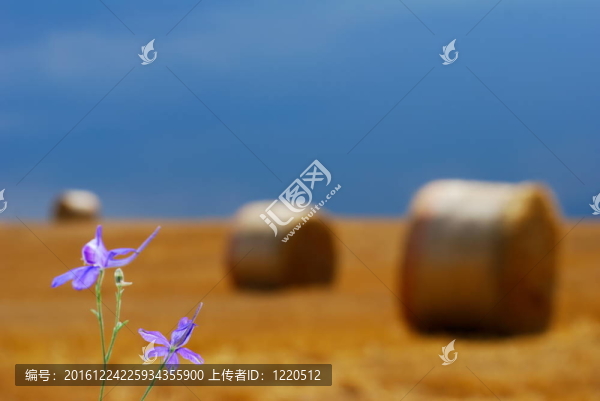 紫色的花