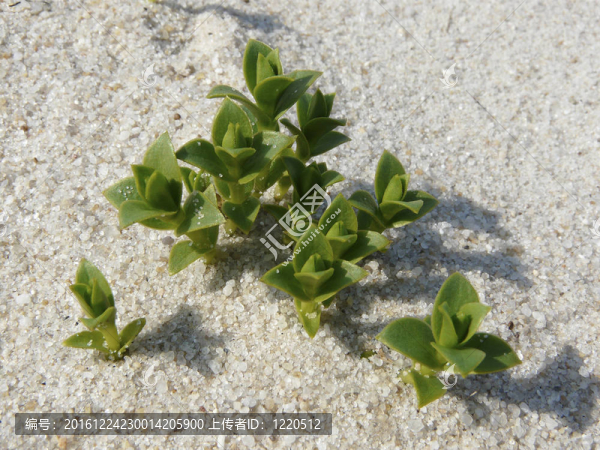 海的混合芽（Honckenya,peploides）在沙