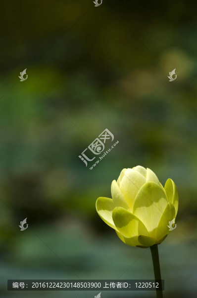 美國荷花開