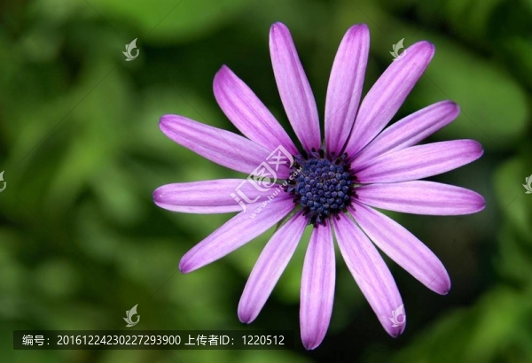 在花園里