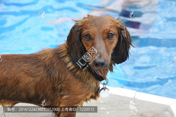 濕的紅色長毛獵犬