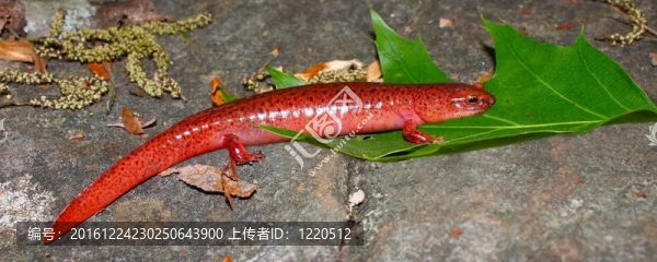 Red,Salamander（Pseudotriton,ruber）