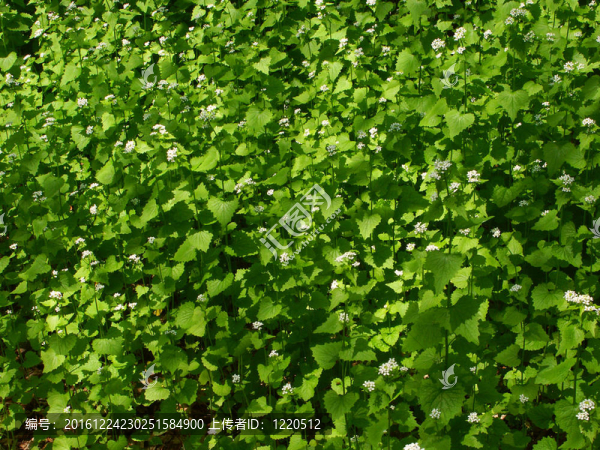大蒜芥（Alliaria,petiolata）