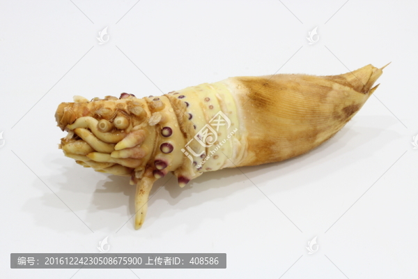 冬筍,筍根