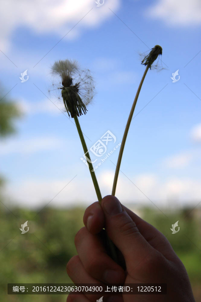 美麗的蒲公英在手