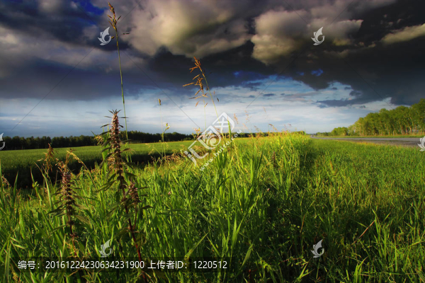 綠色的田野