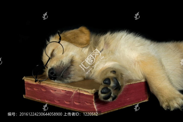 在本書的金色小狗