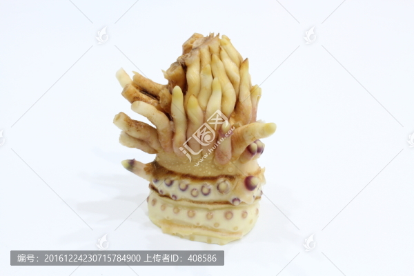 冬筍根,筍根
