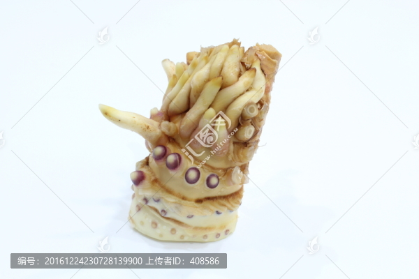 冬筍根,筍根