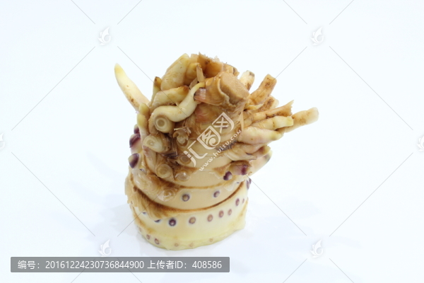 冬筍根,筍根