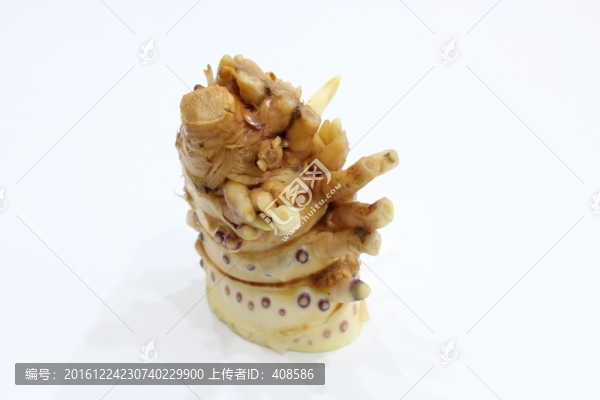 冬筍根,筍根