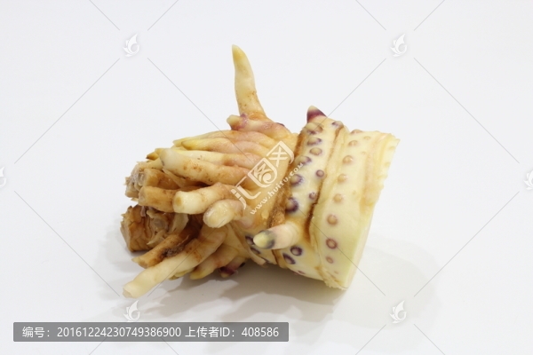 冬筍根,筍根