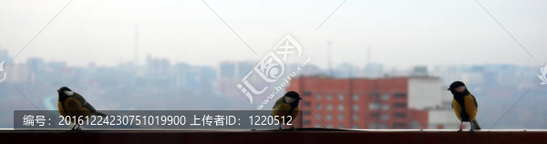 三只鳥在城市背景