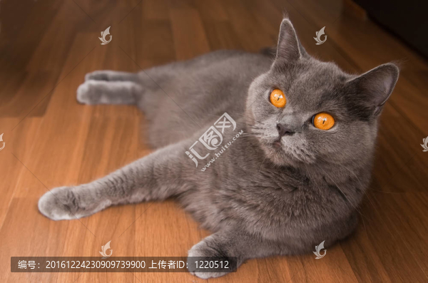 有橙色眼睛的英國貓