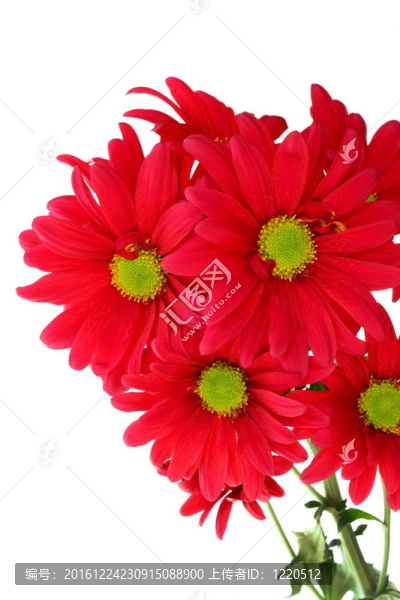 一串紅菊花