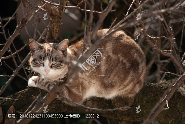 虎斑貓?jiān)跇渖? title=