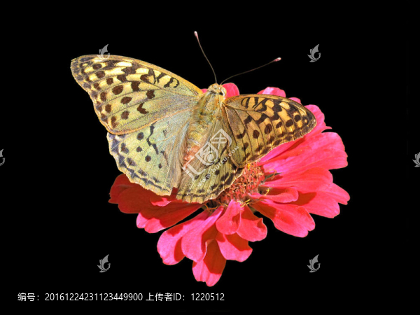 蝴蝶花