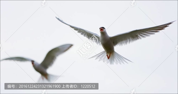 在空氣中的兩個燕鷗。