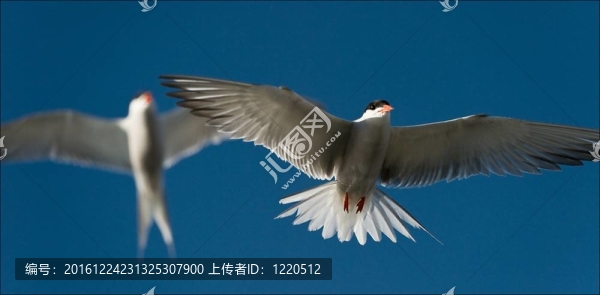 在空氣中的兩個(gè)燕鷗。