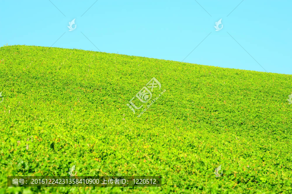 自然背景