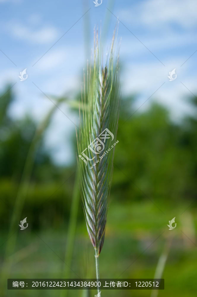 小穗黑麥