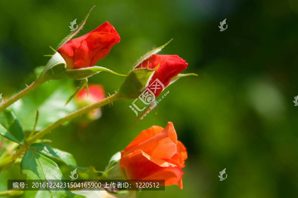 玫瑰花蕾