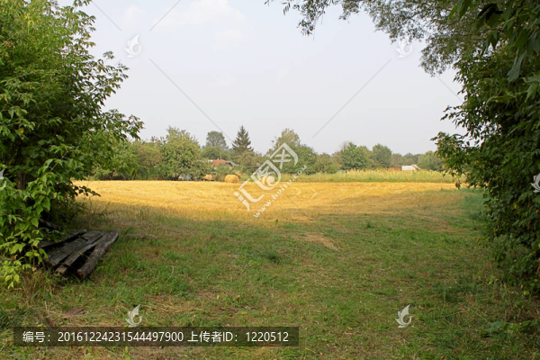 鄉(xiāng)村景觀與疊村中的小麥在黃昏光