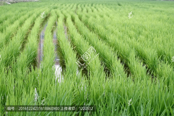 稻田