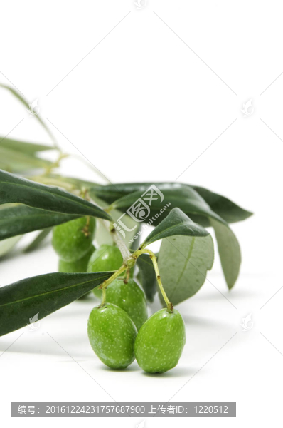 橄欖枝