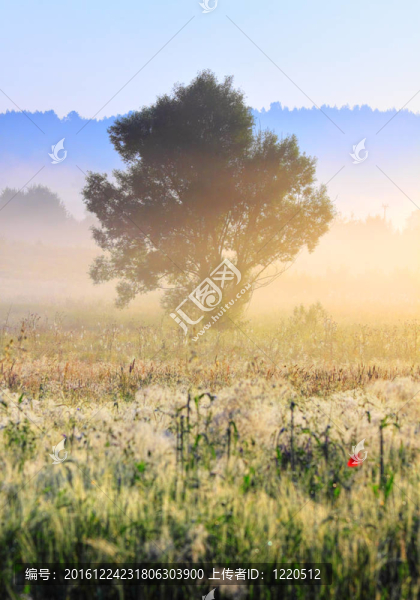 有霧的早晨