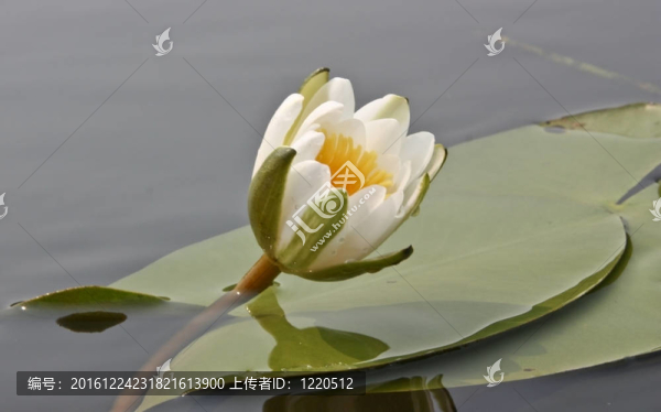 睡蓮；睡蓮（Nymphaea）
