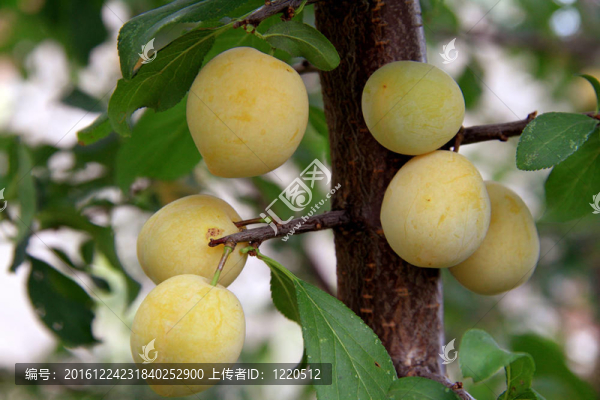 櫻桃李。