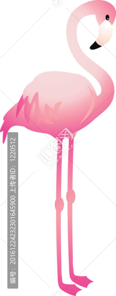 火烈鳥向量