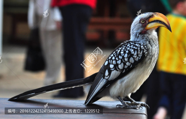南方Y(jié)ellowbilled犀鳥