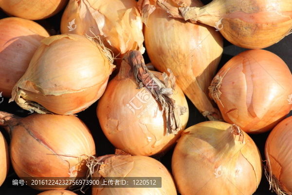 捆蔥
