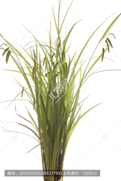 草
