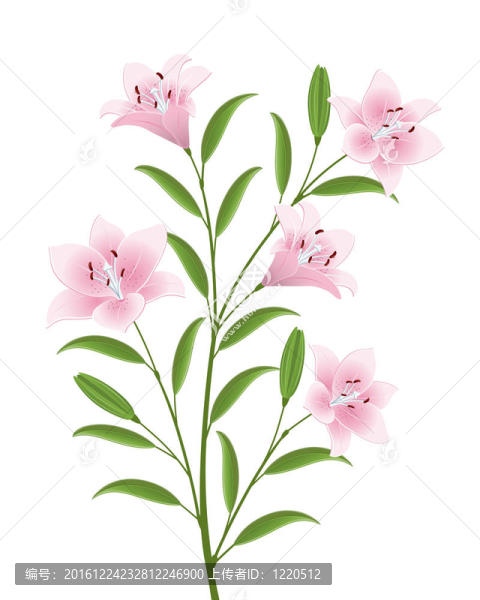 孤立的花朵意象
