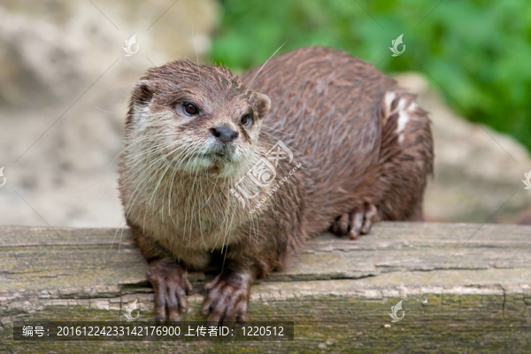 小爪水獺