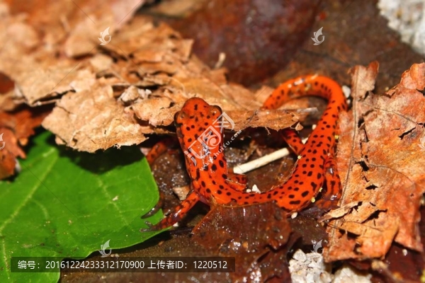 Cave,Salamander（Eurycea,Lucifuga）