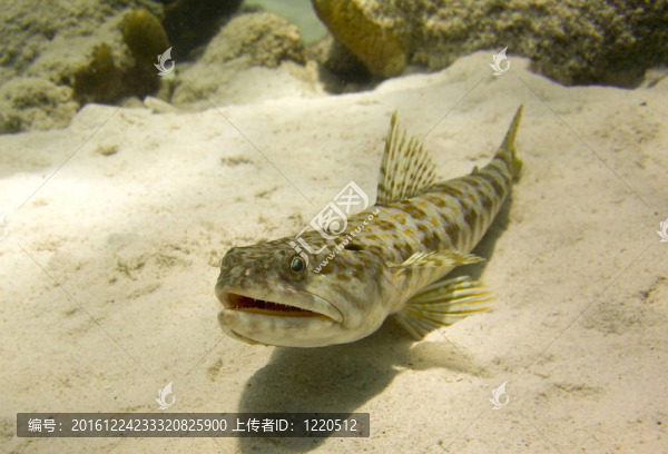 砂潛水魚（狗母魚中間）