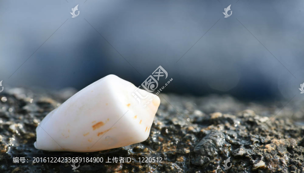 白輪