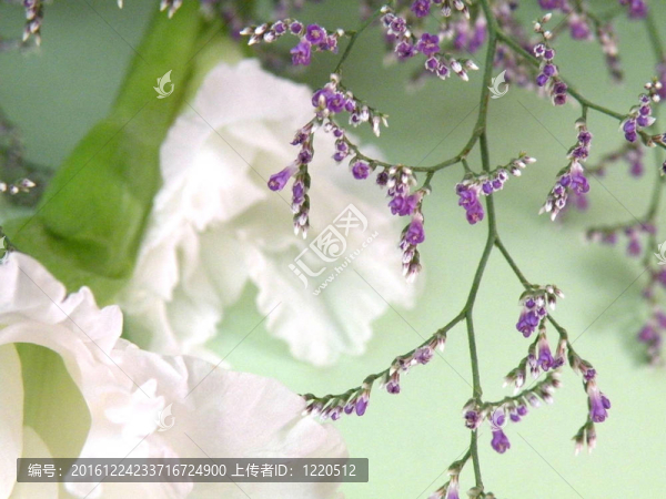 芳香的鮮花的美麗