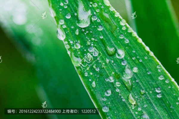雨后植物