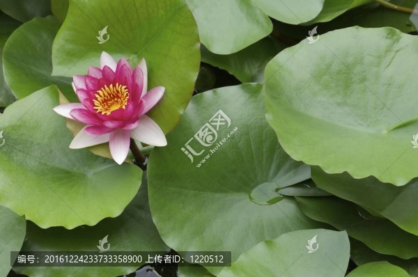 粉紅色的荷花