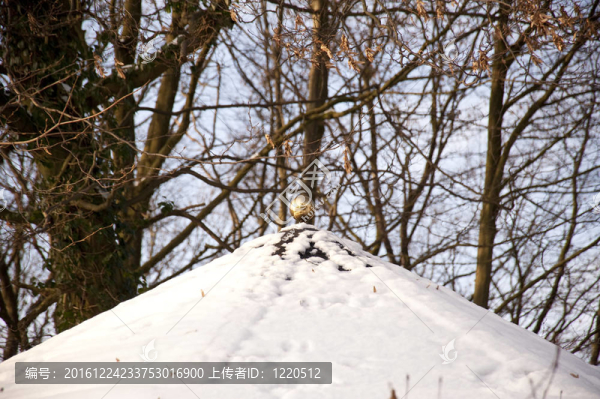 雪中之家