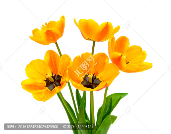 白色背景上的郁金香花束
