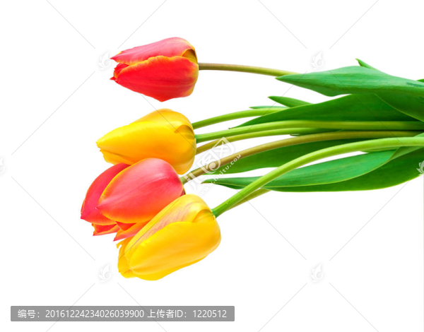 白色背景上的郁金香花束