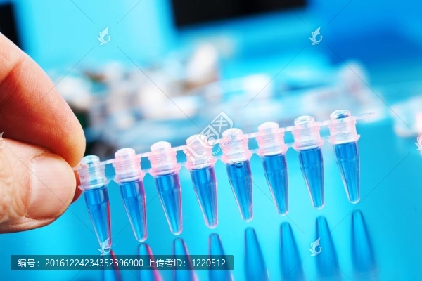 DNA分析